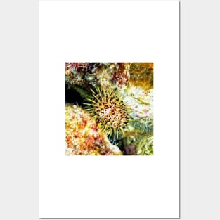 Jewell Sea Urchin on a Coral Reef Posters and Art